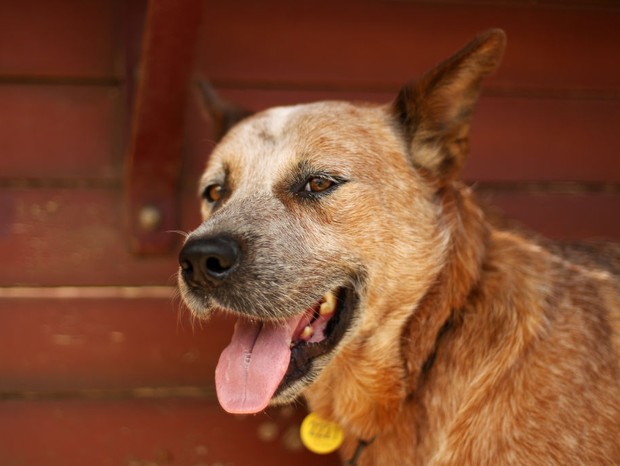 Como cuidar de cachorros idosos (Foto: Getty Images)