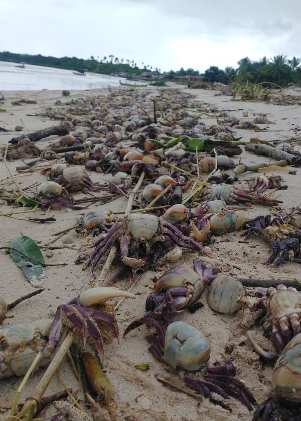 Amostras dos caranguejos e da água foram coletados por biólogos da prefeitura de Pitimbu para apurar a causa da morte — Foto: Reprodução/TV Cabo Branco