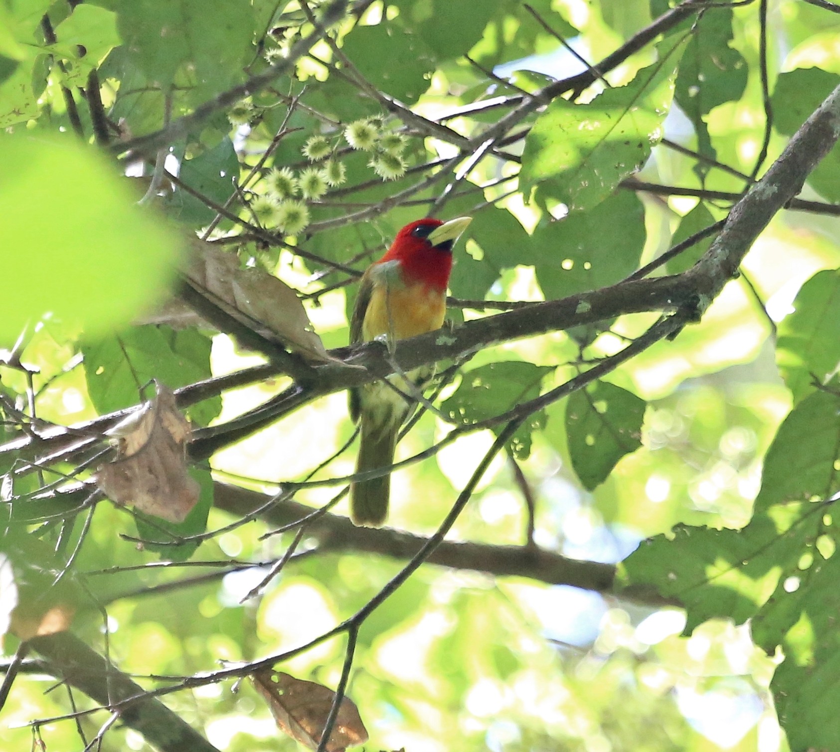 Pesquisadores descobrem 31 novas espécies de aves no Parque Estadual Chandless, no AC thumbnail