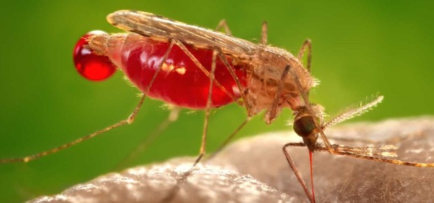 Malária (Foto: Creative Commons)