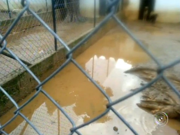 Foto mostra a situação das baias dos animais em dias de chuva (Foto: Reprodução/TV TEM)