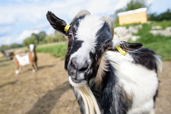 Cabras gostam de humanos com expressões felizes (Foto: Getty Images)
