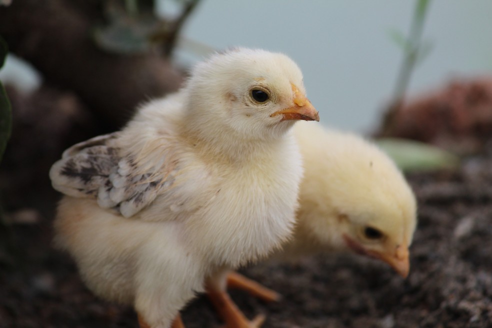 Uma das vantagens do estudo é o acesso ao banco genético da Embrapa Suínos e Aves.  — Foto: Freepik