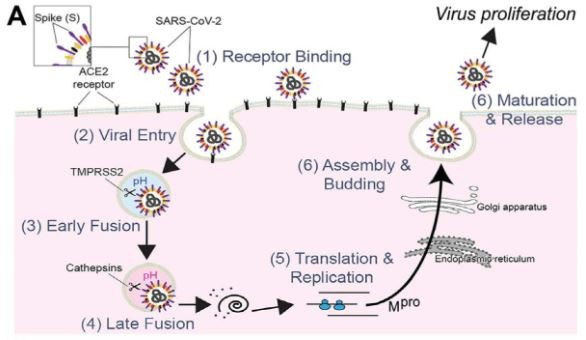 Imagem ilustra o coronavírus Sars-CoV-2 infectando uma célula, desde a ligação inicial (1), entrada (2), fusão (3 e 4),  replicação(5) até a proliferação do vírus (6) (Foto: Biomolecules)