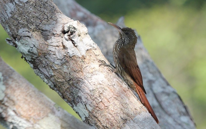 O arapaçu (Lepidocolaptes fuscicapillus layardi) é uma ave sensível à degradação florestal na Amazônia (Foto: Alexander Lees)
