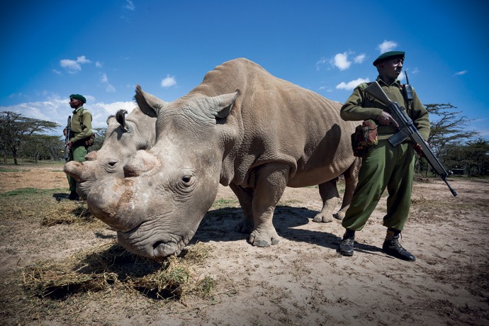 Costas quentes: Sudan, o último rinoceronte--branco do norte, e sua companheira são protegidos por seguranças para evitar que caçadores tirem sua vida para ficar com o chifre, usado na Ásia para curar o câncer (Foto: Revista Galileu)