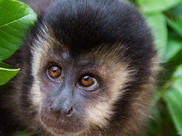 Como vivem os macacos-pregos no Cemacas