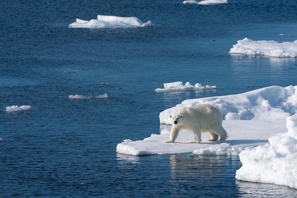 SVALBARD AND JAN MAYEN ISLANDS - 2015/07/20: A polar bear (Ursus maritimus) is looking for food at the edge of the pack ice north of Svalbard, Norway. (Photo by Wolfgang Kaehler/LightRocket via Getty Images) (Foto: LightRocket via Getty Images)