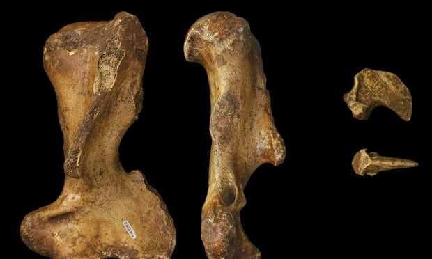 Fósseis de um animal marsupial que viveu há 25 milhões de anos, da família  (Foto: H.Richards/Universidade)