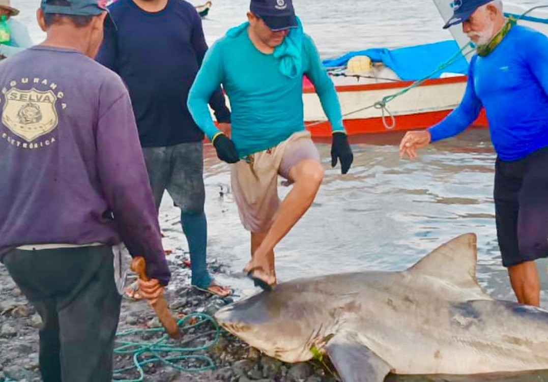 Tubarão de 2 metros é capturado em praia de Salinópolis, no Pará