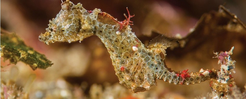 Cavalo-marinho pigmeu Hippocampus japapigu alimenta-se de plânctons (Foto: Richard Smith/ZooKeys)