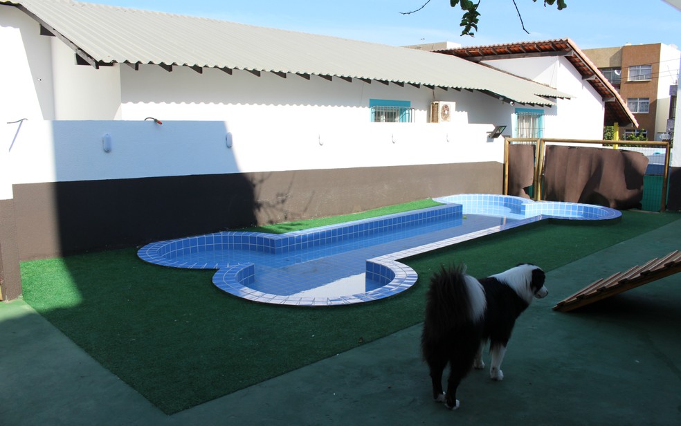 Piscina em formato de osso é um dos destaques da Auau Creche Canina (Foto: Valma Silva/G1 Bahia)