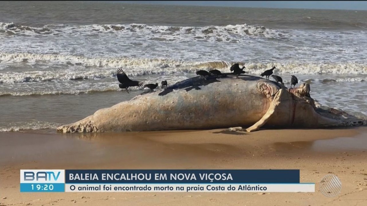 Baleia jubarte que pesava entre 15 e 20 toneladas é encontrada morta em praia do sul da Bahia - Vimarsana News