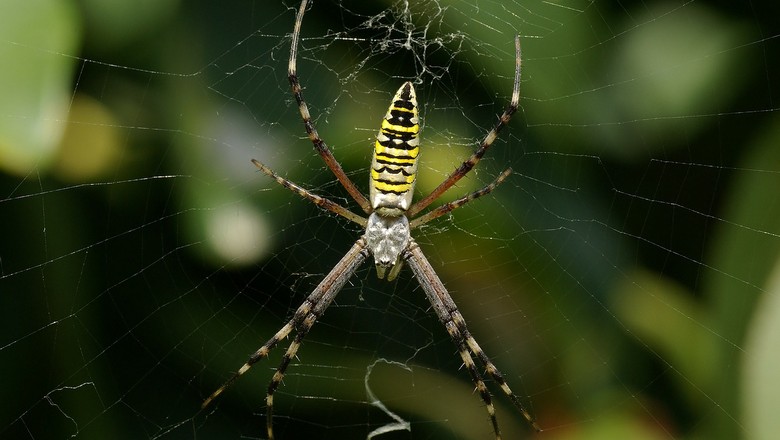aranha-controle-biologico-horta (Foto: Creative Commons)
