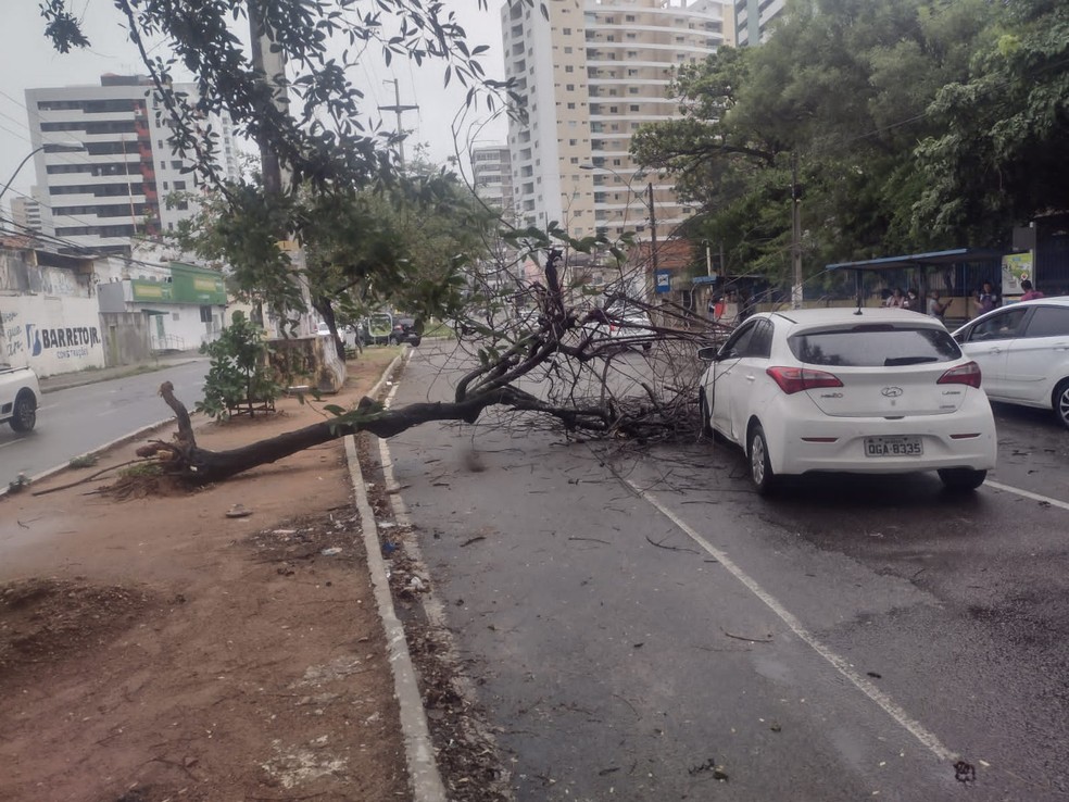 Árvore caiu sobre carro na avenida Prudente de Morais, em Natal. — Foto: Luciano Silva
