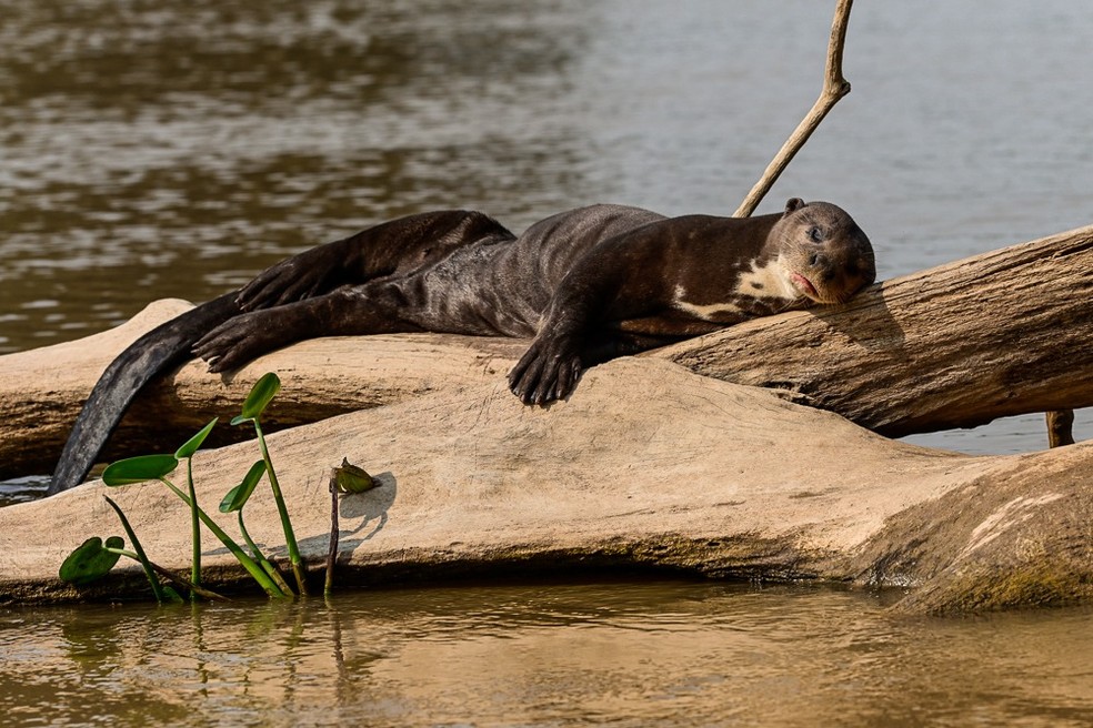 Fotógrafo registra animais sofrendo com a seca no Pantanal MT — Foto: Marcelo Tchebes