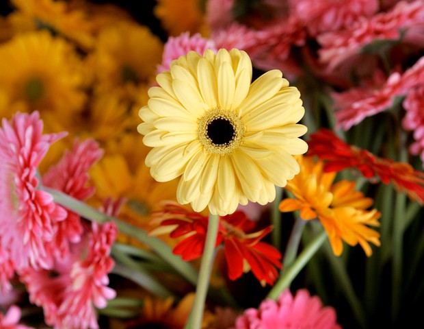 EIN VERED, ISRAEL - FEBRUARY 5: Gerberas wait to be sorted in a packing-house February 5, 2007 at Ein Vered in central Israel. Within 24 hours of being picked, these flowers will be sorted by color, size and quality, hand-packed and then air-freighted to  (Foto: Getty Images)