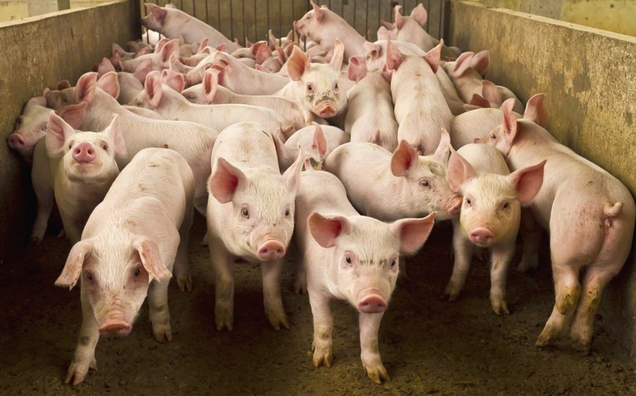 Para o Cepea, a demanda nacional pela carne suína ao longo de 2022 também esteve aquém do esperado pelo setor