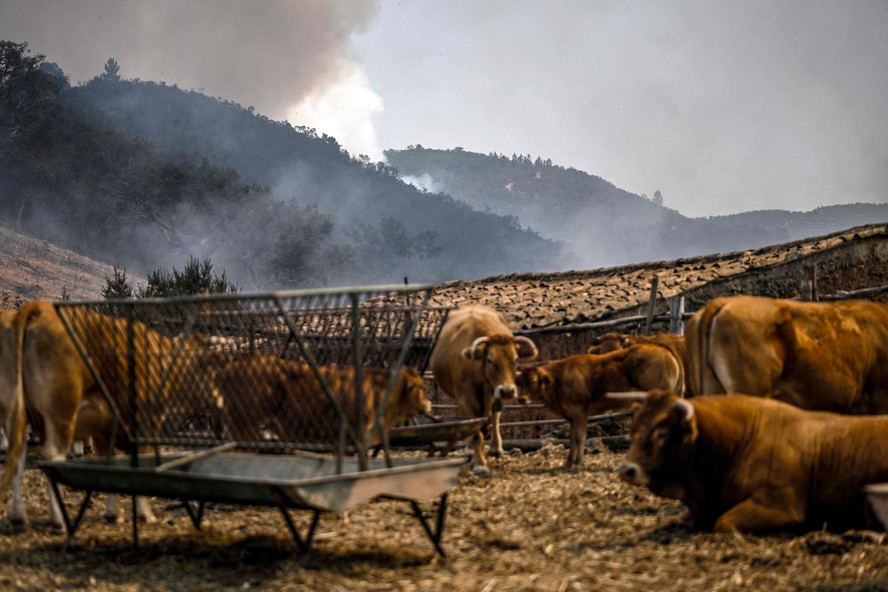 Estresse térmico ameaça a saúde de um bilhão de vacas em todo o mundo
