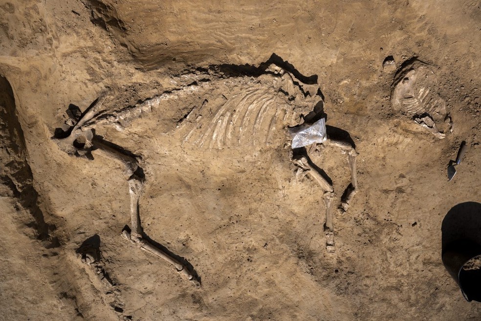 Esqueleto de cavalo encontrado no sítio arqueológico da Batalha de Waterloo — Foto: Chris van Houts
