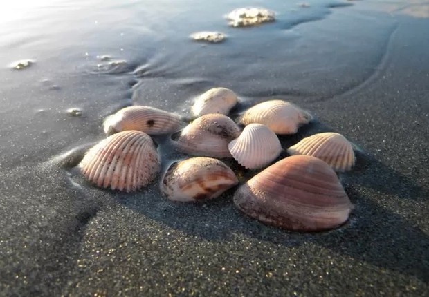 Conchas são ricas em carbonato de cálcio, vital para a manutenção de todo o ecossistema marinho (Foto: LAÍS MODELLI via BBC News Brasil)