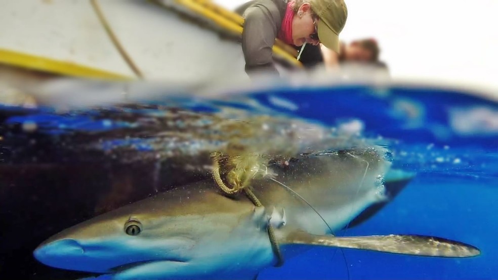 Os pesquisadores estudam os tubarões em Noronha — Foto: Ricardo Garla/Divulgação
