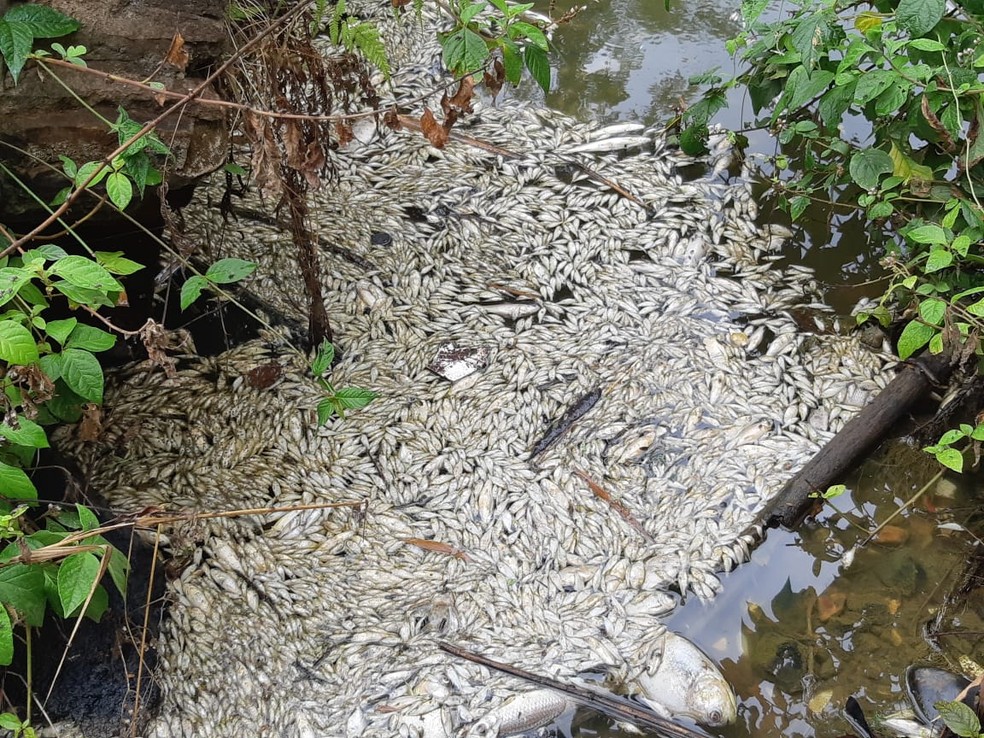 Dezenas de peixes foram encontrados mortos em lagos no distrito de Tanquinho, em Piracicaba — Foto: Edijan Del Santo/EPTV