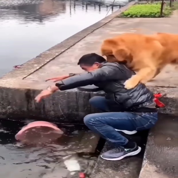 Cão salvando peixes (Foto: Reprodução/Instagram)