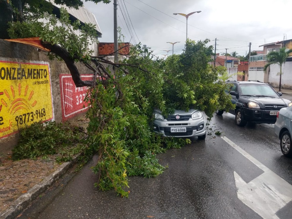 Árvore caiu em cima de um veículo no Bairro Aerolândia — Foto: Almir Gadelha/TV Verdes Mares