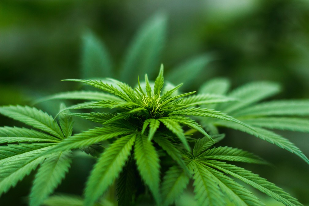 Beba bastante &aacute;gua: o &aacute;lcool desidrata o corpo. Assim, o volume sangu&iacute;neo aumenta junto com a concentra&ccedil;&atilde;o de subst&acirc;ncias como o THC. &mdash; Foto: Pexels
