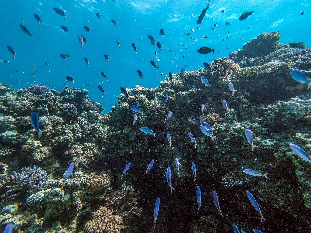 Turismo ameaça corais das águas turquesas do mar Vermelho