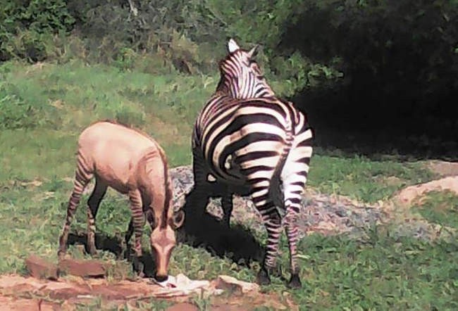 Zebras e burros são da mesma família biológica, o que possibilita sua reprodução (Foto: Sheldrick Wildlife Trust)