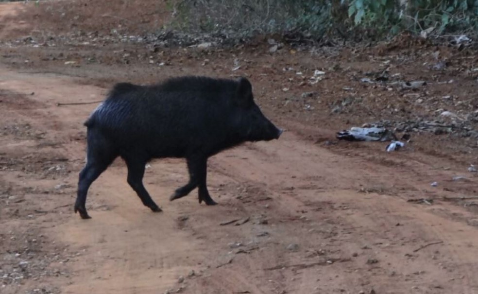 Javaporcos invadem área de preservação em Santa Rita do Passa Quatro (Foto: Reprodução/EPTV)
