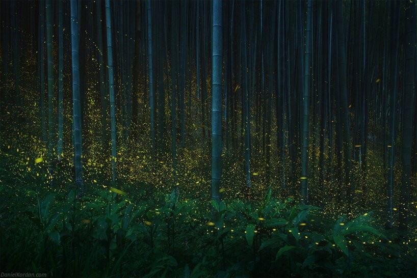 Fotógrafo faz cliques raros de floresta japonesa iluminada por vagalumes (Foto: Daniel Kordan)