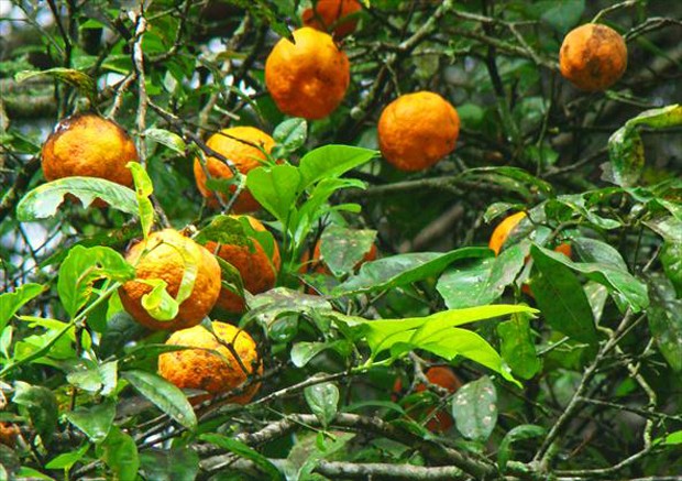 G1 - Limão-cravo é rico em vitamina C e protege contra gripes e resfriados  - notícias em Flora