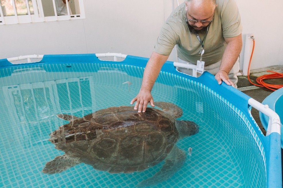 Tartarugas são devolvidas ao oceano após reabilitação — Foto: Divulgação