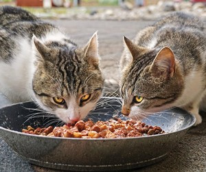 Quantas vezes os gatos devem comer por dia? Veterinários esclarecem!