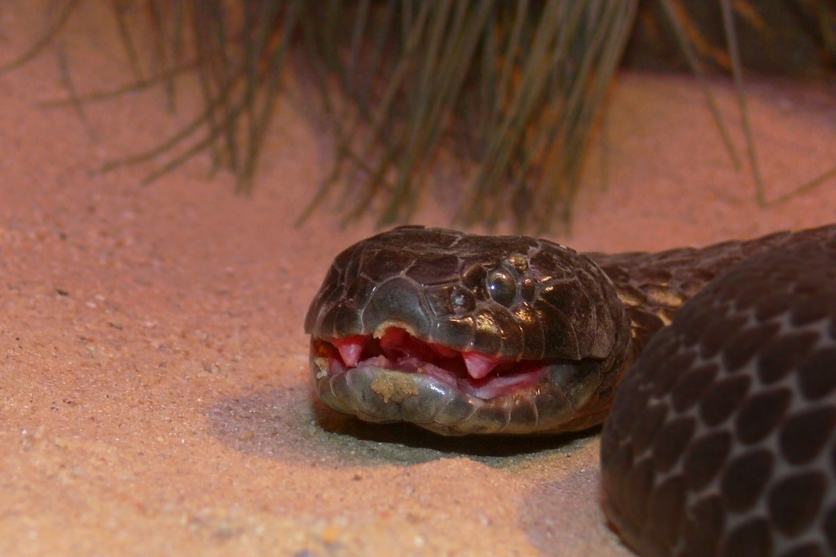 Ilha Australiana Habitada Por Cobras Mutantes Entenda 