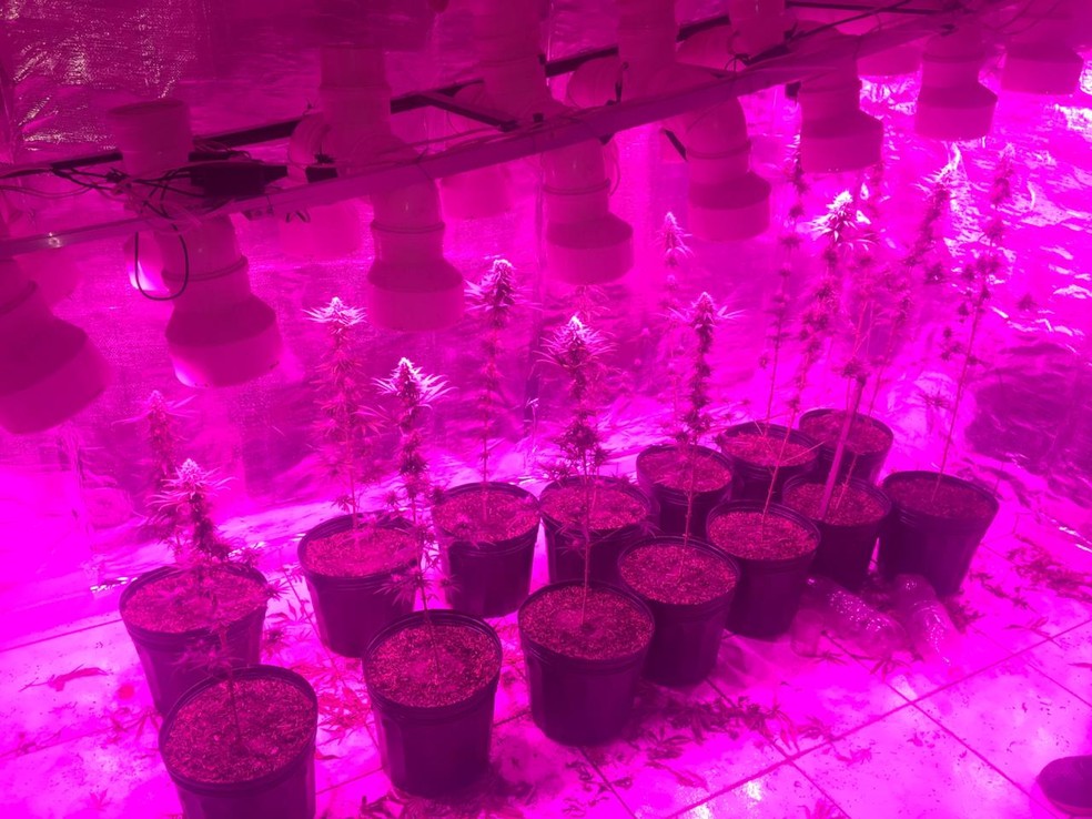 Pés de maconha foram encontrados em estufa — Foto: Divulgação/Polícia Militar