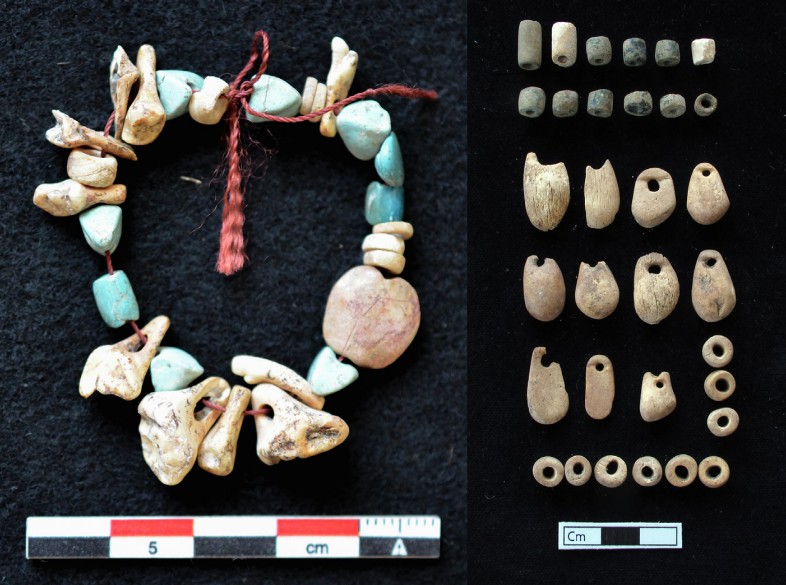 Dentes humanos que eram usados como jóias há 8500 anos são encontrados (Foto: University of Copenhagen)
