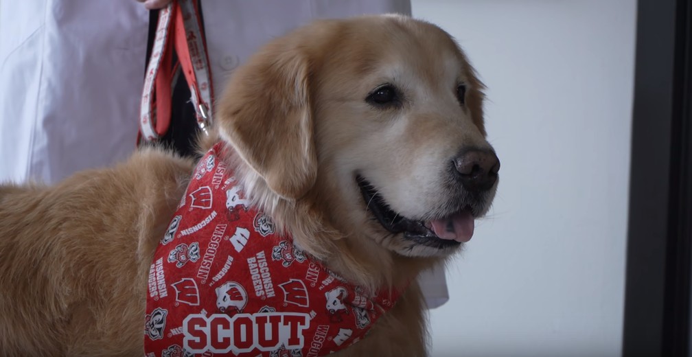 O golden retriever Scout, de 7 anos, sobreviveu a um câncer — Foto: Reprodução/YouTube uwmadison