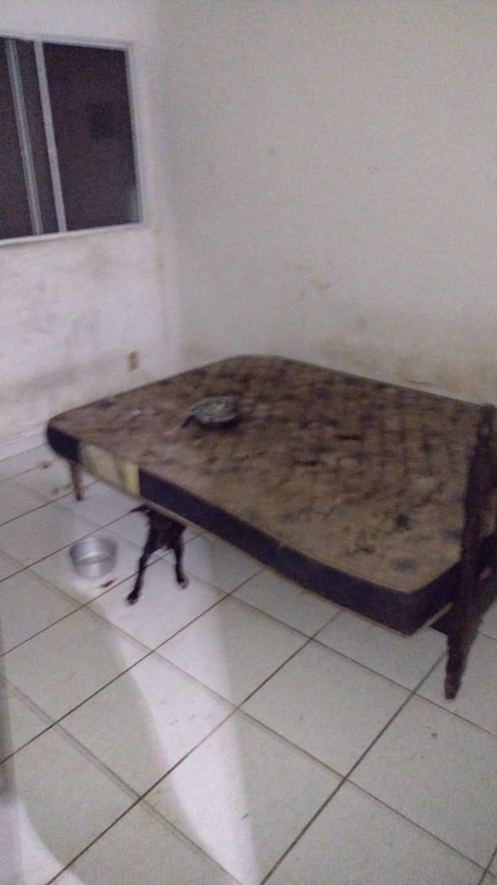 Cães foram resgatados em situação de maus-tratos em um apartamento na Cidade Universitária, em Maceió — Foto: UVZ Maceió