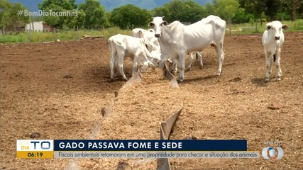 Fiscais ambientais voltam a fazendo onde gado passava fome e sede