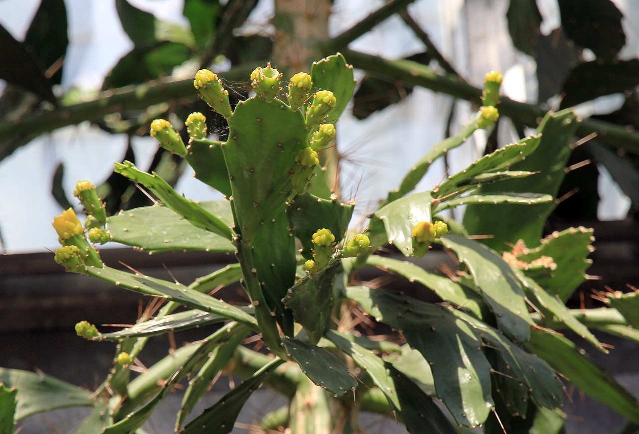 Com flores amareladas, o gênero Brasiliopuntia tem também muitos espinhos e frutas comestíveis  (Foto: Karelj / Wikimedia Commons)