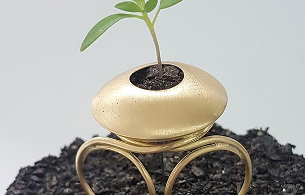 Designers brasileiros criam anel sementeira que geram mudas de verdade (Foto: Divulgação)