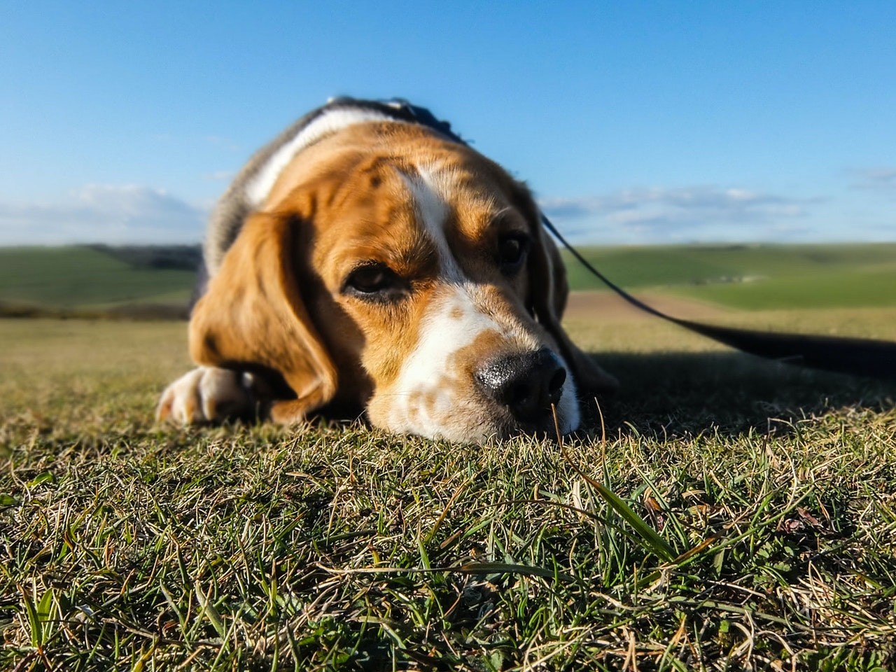 No verão quando a temperatura está mais alta e os dias mais úmido, é a perfeita época de proliferação das pulgas (Foto: pexels/ creative-vix/ CreativeCommons)