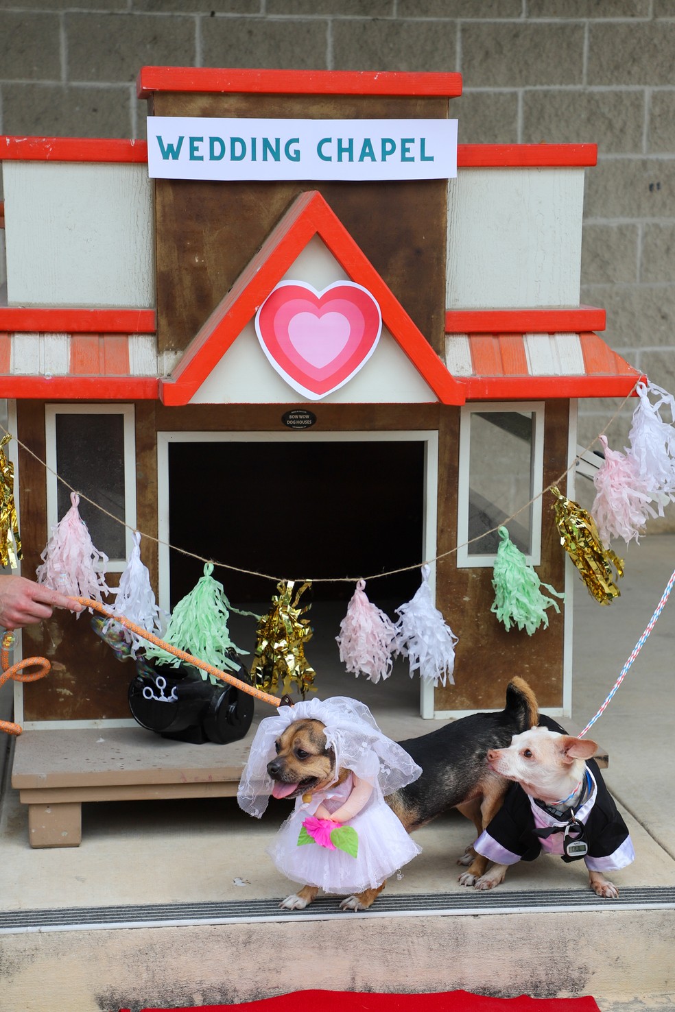 Peanut e Cashew, cãezinhos de abrigo nos EUA, se casam em cerimônia organizada por funcionários — Foto: Divulgação/San Antonio Humane Society (SAHS)