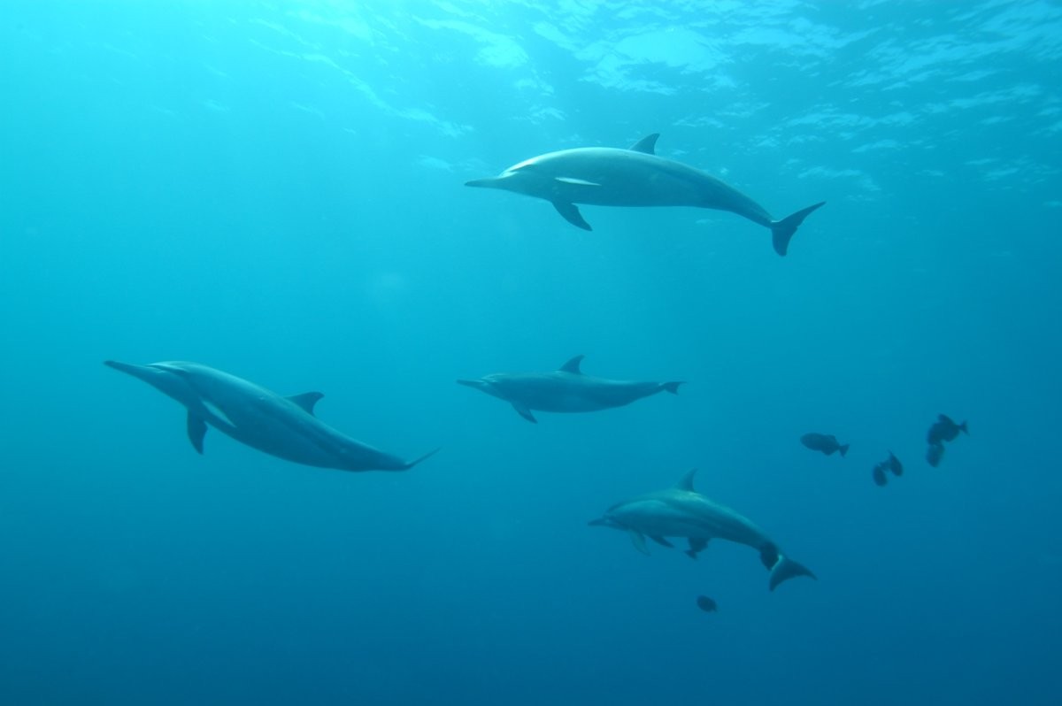 A sociedade formada por golfinhos machos se classifica em três ordens (Foto: Unsplash/ Rudney Uezu/ CreativeCommons)