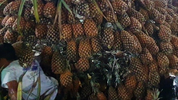 Homem fica embaixo de abacaxis após estrutura gigante desabar em Pombos, na Zona da Mata Sul de Pernambuco — Foto: Marimuth Coelho/WhatsApp