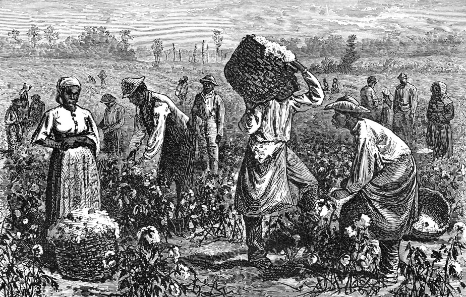 Colheita de algodão no continente Americano em 1894